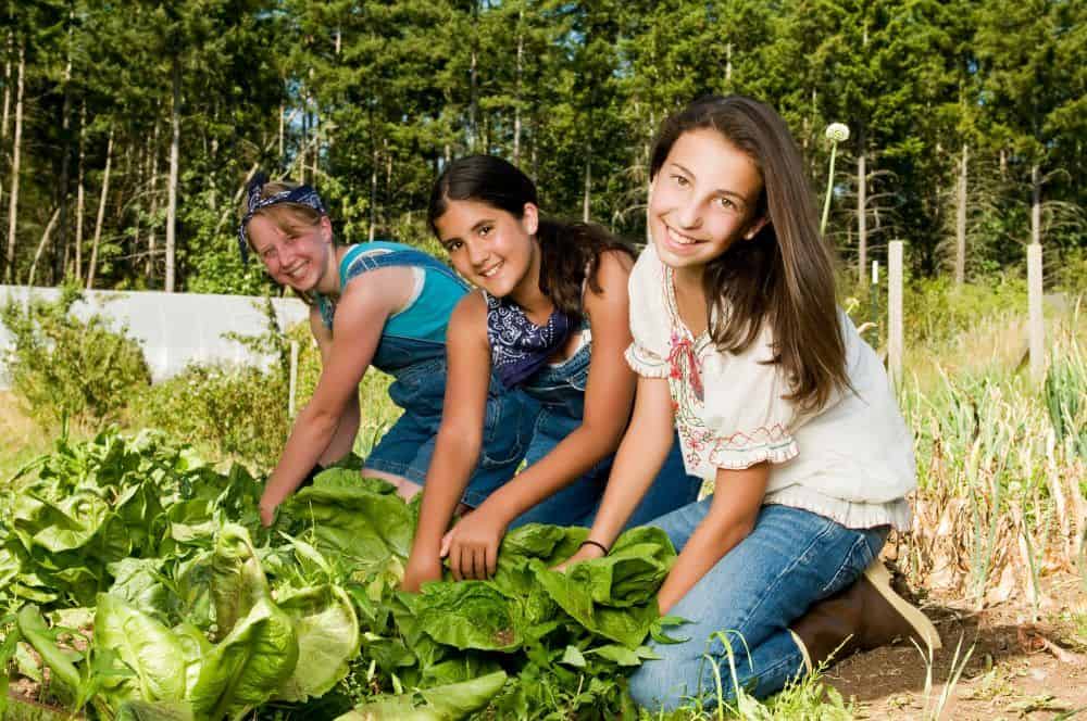 Three teenage girls harvesting plants in the garden. Shot at Chicken'lypse.